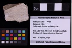 Foto (Objekt + Etiketten) von Decapoda indet. (NHMW-GEO-1990-0041-0437)